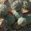 Tephrocactus_alexanderi_3